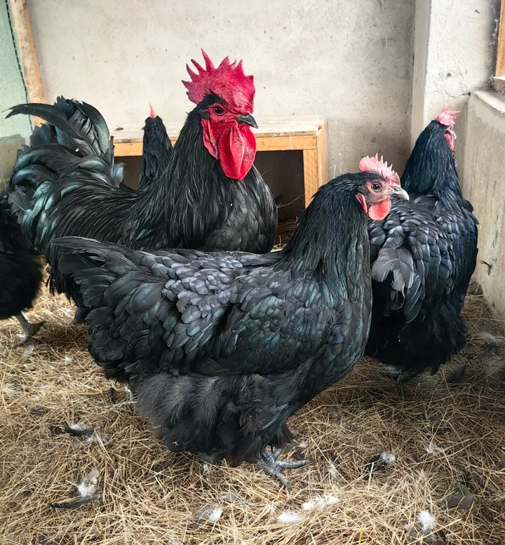 Pedigree Black Australorp rooster and hens with glossy black feathers on straw