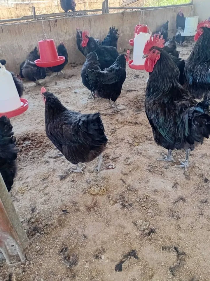 Black Australorp hens and roosters in a poultry house with red drinkers