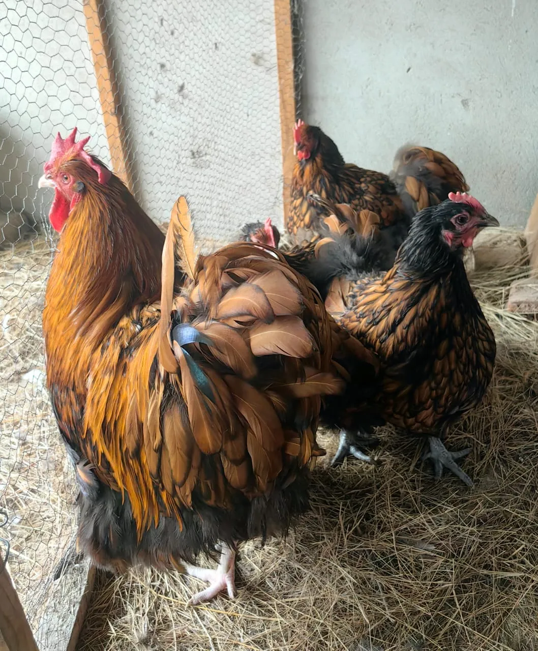Gold Laced Orpington rooster and hens with golden feathers edged in black