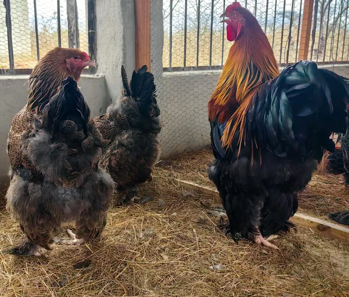Golden Partridge Brahma rooster with golden neck feathers and a dark breast, beside two hens