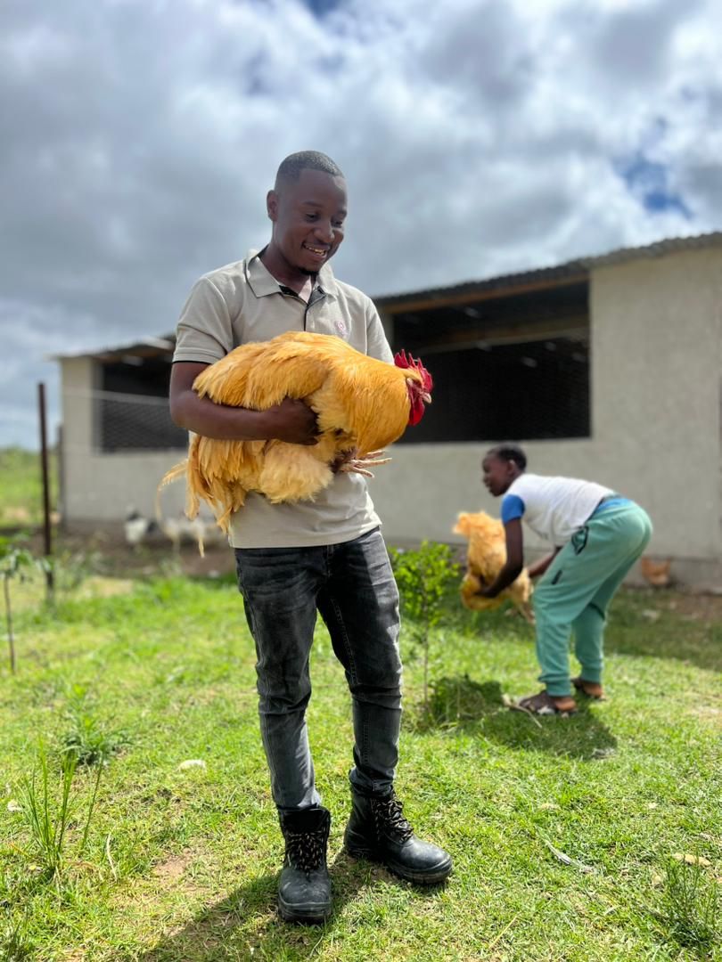 A smiling man holding a large buff-coloured rooster on a farm, with a young person handling another buff chicken beside a poultry house