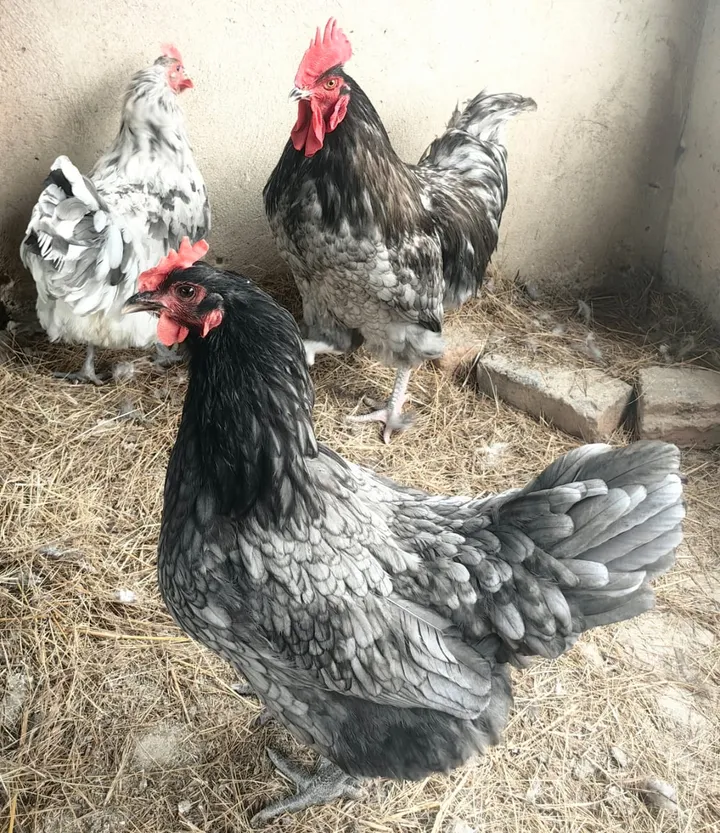 Jersey Giant hens with black, blue-grey and white feathers on straw