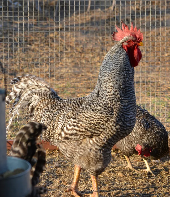 Koekoek rooster with black-and-white barred feathers and a red comb, with a hen foraging behind him in a wire-mesh run
